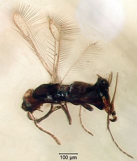 <i>Myanmymar</i> genus of insects