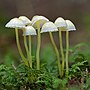 Miniatura para Mycena epipterygia