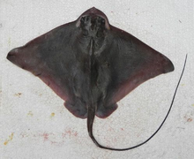 Myliobatis goodei, Selatan eagle ray, topside.png