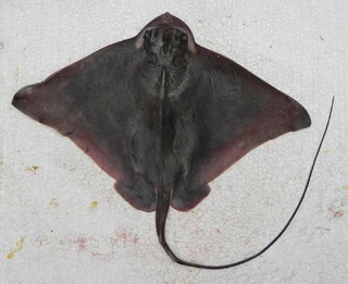 <span class="mw-page-title-main">Southern eagle ray</span> Species of cartilaginous fish