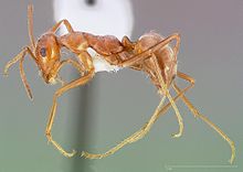 Myrmecocystus wheeleri casent0005417 profil 1.jpg