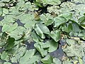 * Nomination: Water lilies on Menthon river in Saint-Cyr-sur-Menthon, France. --Chabe01 23:36, 2 July 2020 (UTC) * * Review needed