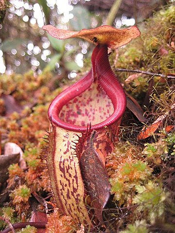 Nepenthes macfarlanei