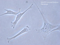 3t3 J2 Irradiated Feeder Cells Stemcell Technologies