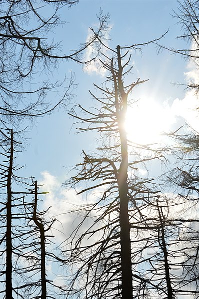 File:NP Harz - Wald am Brocken (75).jpg