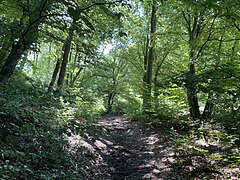 Buchenwald begleitet Hohlweg und Burgsiefen