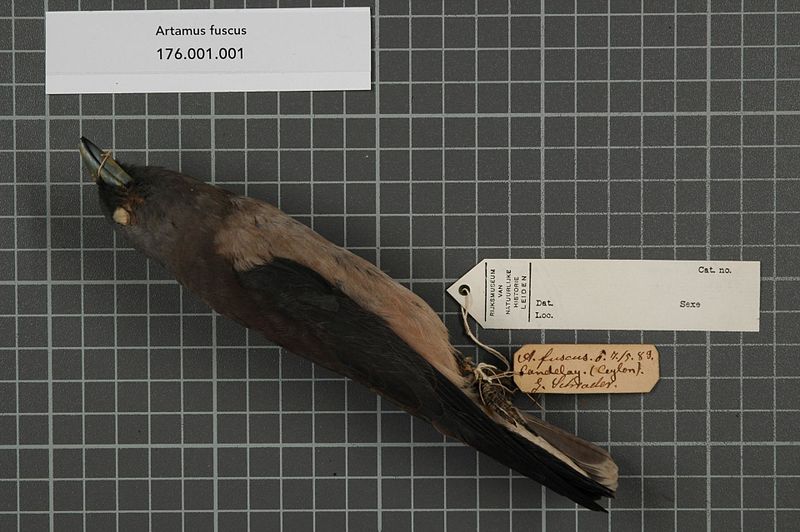 File:Naturalis Biodiversity Center - RMNH.AVES.142796 1 - Artamus fuscus Vieillot, 1817 - Artamidae - bird skin specimen.jpeg