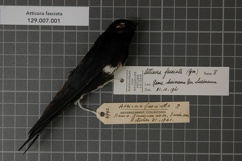 File:Naturalis Biodiversity Center - RMNH.AVES.60145 1 - Atticora fasciata (Gmelin, 1789) - Hirundinidae - bird skin specimen.jpeg