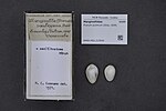 Miniatuur voor Prunum pulchrum