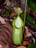 Gambar mini seharga Nepenthes hirsuta