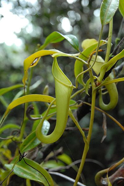 An upper pitcher of a plant matching the description of N. oblanceolata, which is sometimes regarded as a synonym of N. maxima