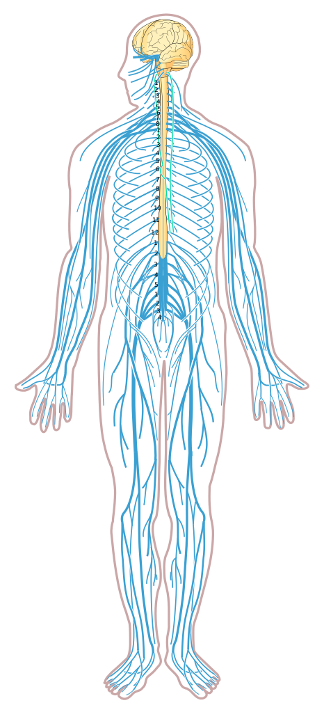File:Nervous system diagram unlabeled.svg - Wikimedia Commons