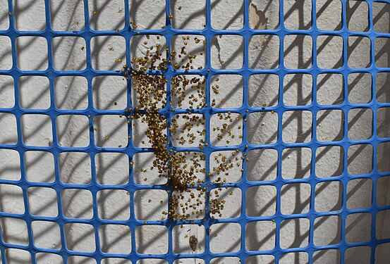 Newborn spiders on square grid.