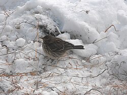 Mistle thrush in a snow-covered Downiesburn Park. Newmilns 09-12-23 Meadow Pipit on Broons Road.jpg