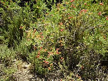 Nitraria billardierei (nitre bush), pictured here in Adelaide, South Australia, is the most widely distributed plant species in the Houtman Abrolhos