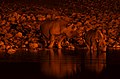 Nosorožci u napajedla v Okaukuejo, Etosha - Namibie - panoramio.jpg