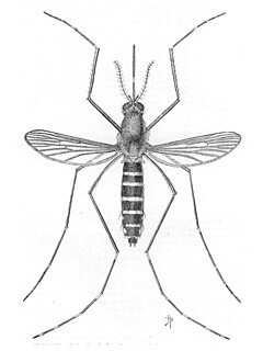 <i>Aedes taeniorhynchus</i> Species of fly