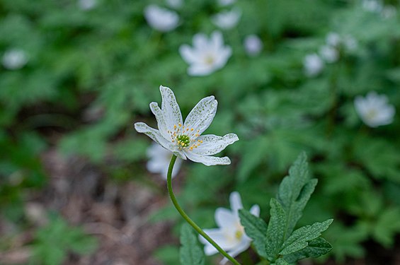 Ochropsora ariae infecting the flower Anemonoides nemorosa.