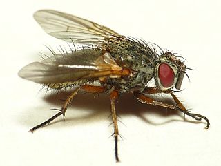 <i>Ocytata</i> Genus of flies