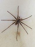 Miniatura para Odo (araña)