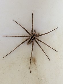 Arachnid - Wikipedia