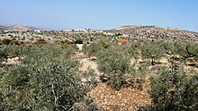 Oliveraie à Kedumim (colonie israélienne en Cisjordanie).