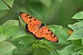 * Nomination Open Wing Nectaring of Acraea terpsicore (Linnaeus, 1758) - Tawny Coster --TAPAN1412 01:56, 30 November 2023 (UTC) * Decline  Oppose Antenna blurred, processing artefact at end of tail. --Tagooty 04:34, 30 November 2023 (UTC)