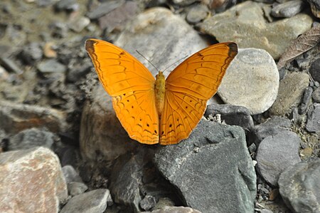 Tập_tin:Open_wing_position_of_Male_of_Cirrochroa_aoris_Doubleday,_1847_–_Large_Yeoman_WLB_DSC_0269.jpg