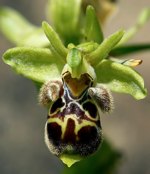 File:Ophrys attica-001 - cropped.jpg