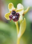 Ophrys bombyliflora Link.jpg