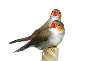 Orange-cheeked waxbill species of bird