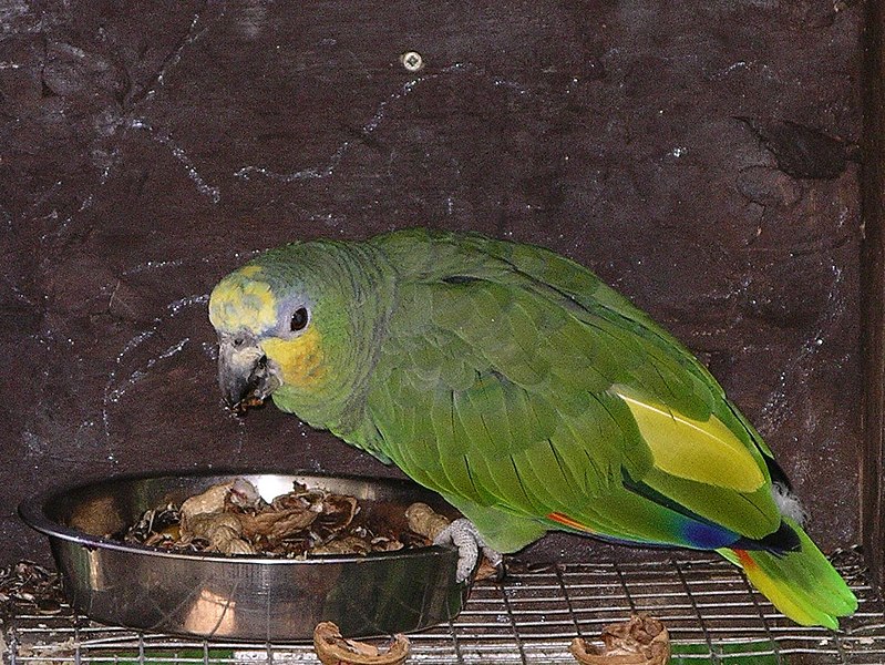 File:Orange-winged amazon parrot 31l07.JPG