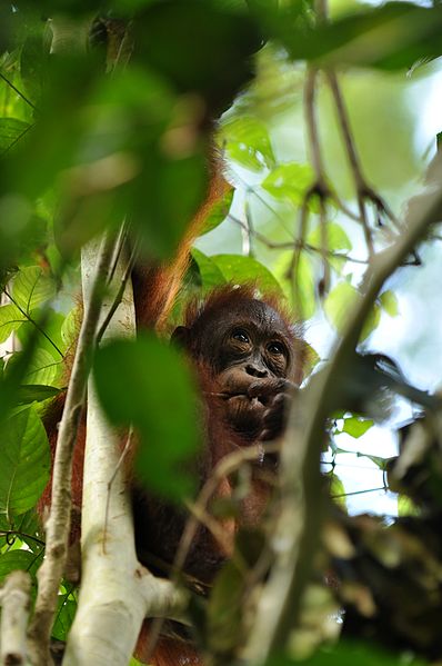 File:Orangutan in tree.JPG