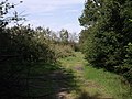 Orchard at South Hill - geograph.org.uk - 534552.jpg