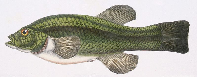 File:Orestias tschudii.jpg