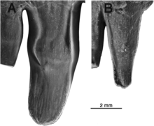 Comparaison de la deuxième dent du prémaxillaire d’Oromycter (à gauche) avec la seconde dent du prémaxillaire d’Arisierpeton (à droite), deux Caseidae de Richards Spur, Oklahoma. Les deux dents en vue linguale au microscope électronique à balayage. La dent d’Arisierpeton est environ un tiers plus petite que celle d’Oromycter. Chez Oromycter cette dent est spatulée et présente une extrémité distale arrondie et sans cuspides. Chez Arisierpeton cette dent est légèrement moins spatulée. Son extrémité distale est plus effilée et se termine par trois cuspides.