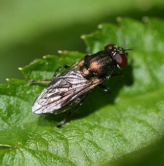 <i>Orthonevra nobilis</i> Species of fly