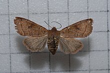 Orthosia alishana.jpg