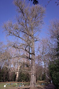 Ostrau (Petersberg), natural monument Ginkgo.jpg