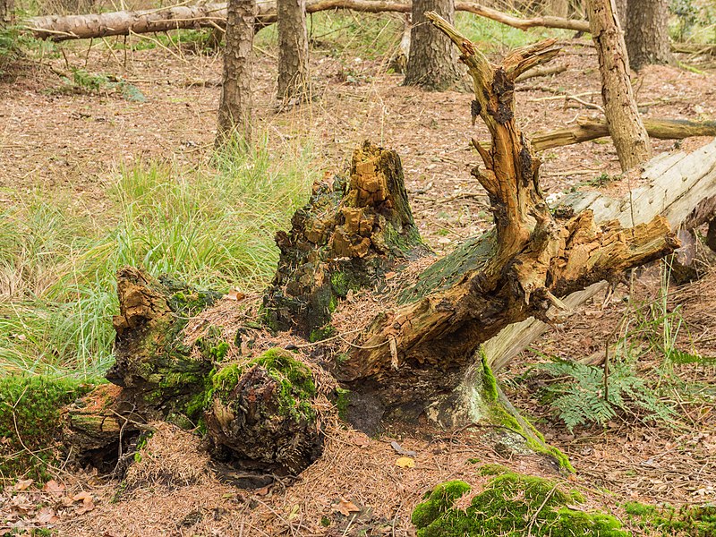 File:Overgrown dead tree stumps 14.jpg