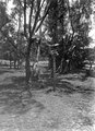 Oxskallar uppsatta på en gren och en stång till skydd mot andarna från ej långt därifrån belägen begravningsplats - SMVK - 001657.tif