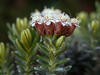 Ozothamnus ledifolius Species of shrub