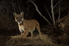 Camera trap image of cougar in the Santa Susana Mountains northwest of Los Angeles P-35 and the Bears (25382928560).jpg