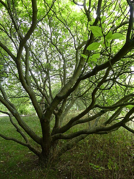 File:P1000270 Catalpa bignonioides (Aurea) (Begoniaceae) Plant.JPG