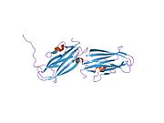 PDB 1fst EBI.jpg