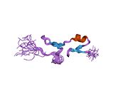 1kmx: Heparin-binding Domain from Vascular Endothelial Growth Factor