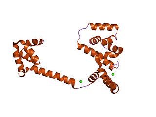 Flagellar motor switch