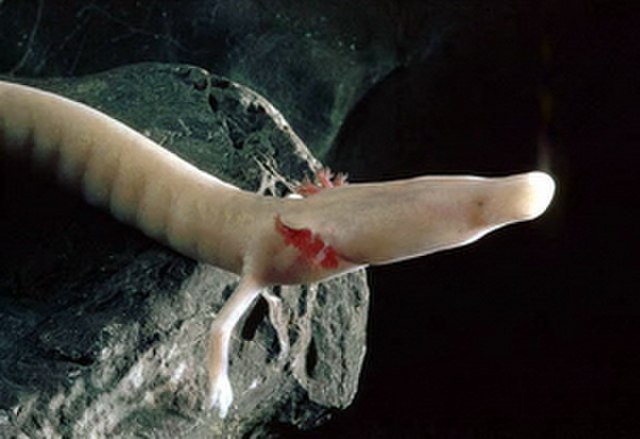 The front part of the olm's head carries sensitive chemo-, mechano-, and electroreceptors.