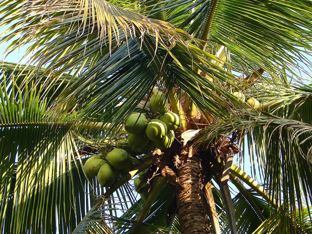 Palm Tree & Coconuts... (148713113)