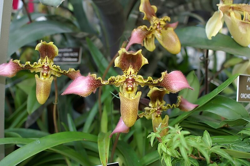 File:Paphiopedilum esquirolei Castle 0zz.jpg